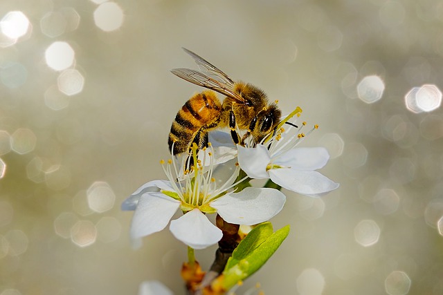 curiosidades sobre las abejas