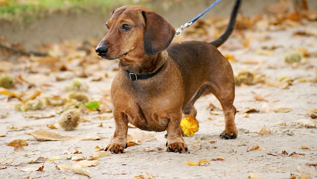 dachshund razas de perros de orejas largas