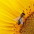 importancia de las abejas en el planeta