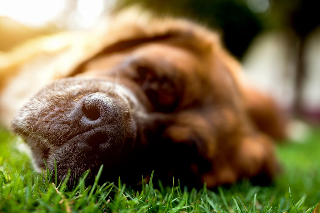Importancia del olfato y del olor natural de los perros