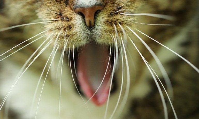 mi gato estornuda o estornudos en gatos