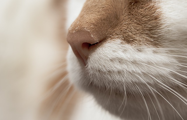 motivos frecuentes por los que mi gato estornuda