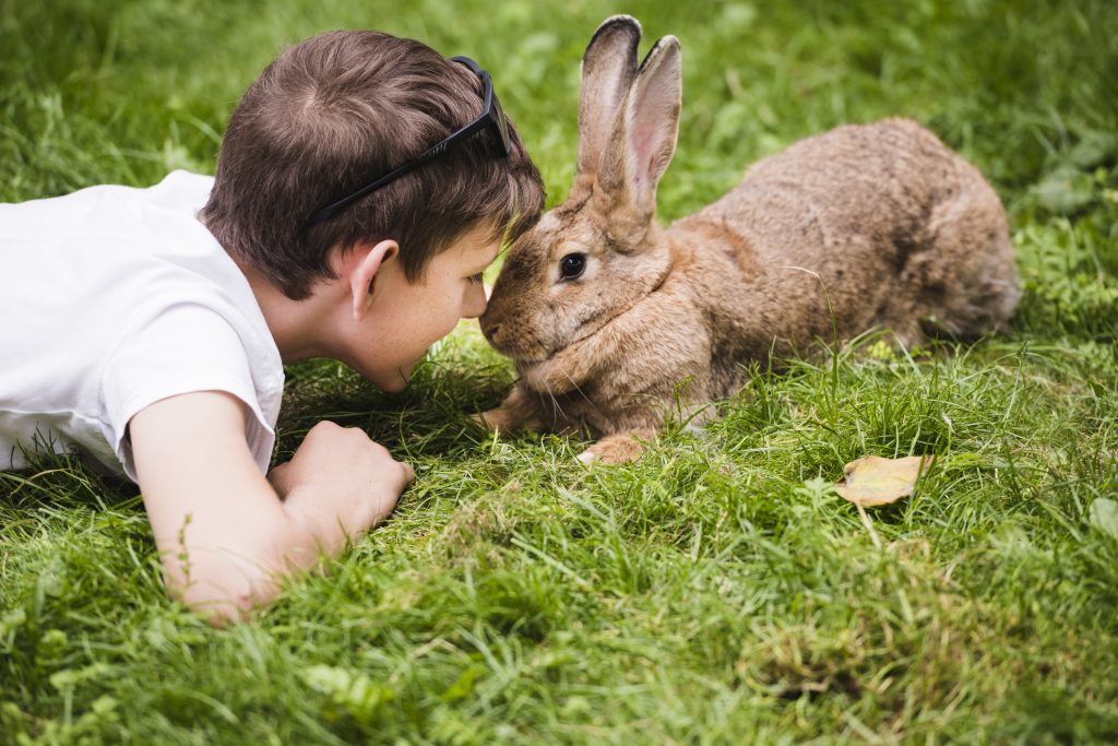 pasos a seguir para jugar con un conejo
