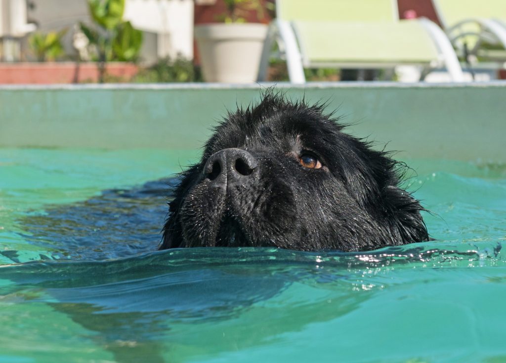 perros a los que les gusta el agua terranova