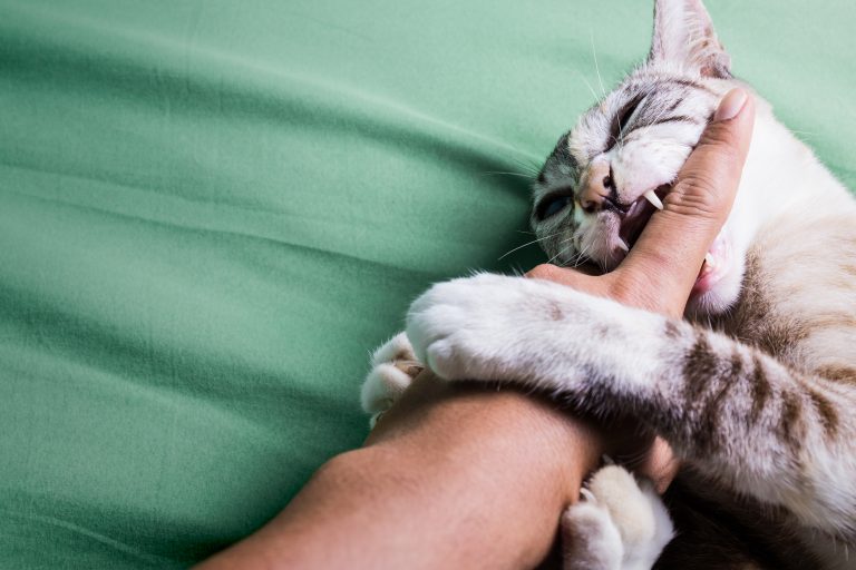 Porque Mi Gato Me Da Mordisquitos