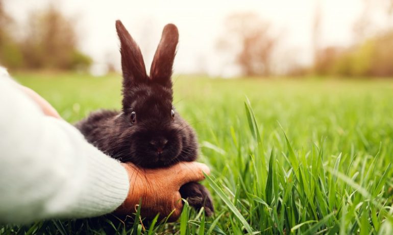 tips para jugar con un conejo doméstico