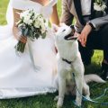 cómo puedo hacer que esté mi perro en mi boda