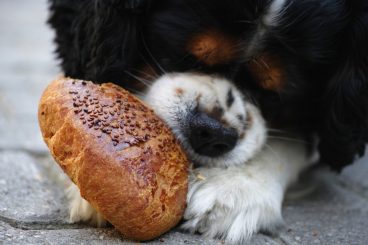 Le puedo dar pan a mi perro o es perjudicial para él
