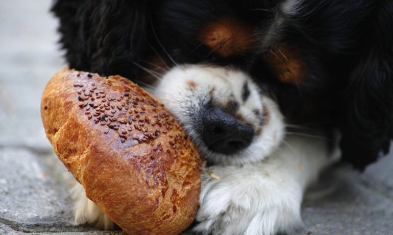 Le puedo dar pan a mi perro o es perjudicial para él