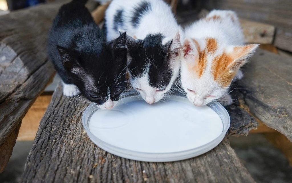 Los gatos pueden beber leche en poca cantidad