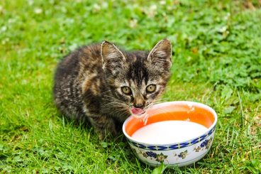 Los gatos pueden beber leche sí o no