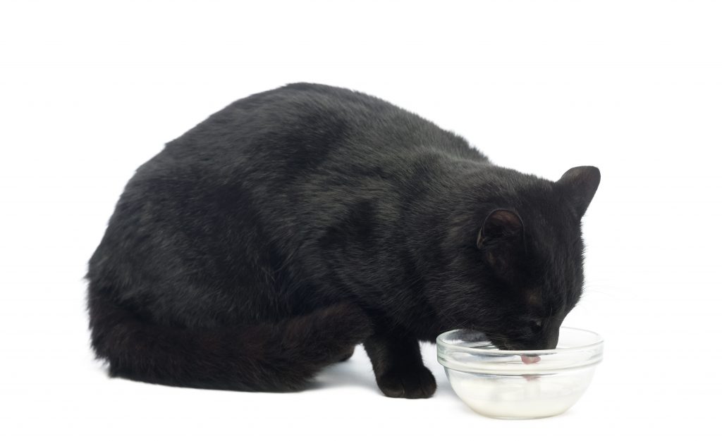 Los gatos pueden beber leche siendo adultos o no