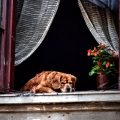 protege a tu mascota de ventanas y balcones