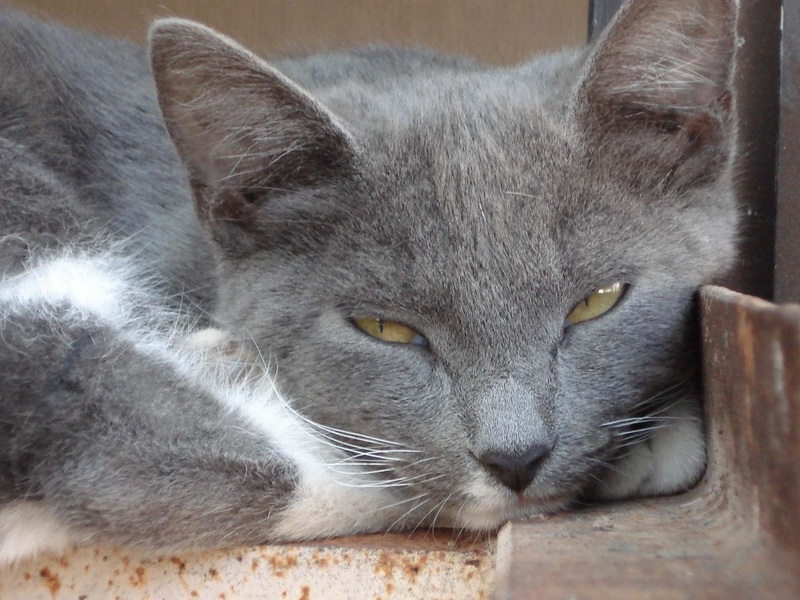 Síntomas de la Leishmaniasis en gatos o leishmaniosis en gatos