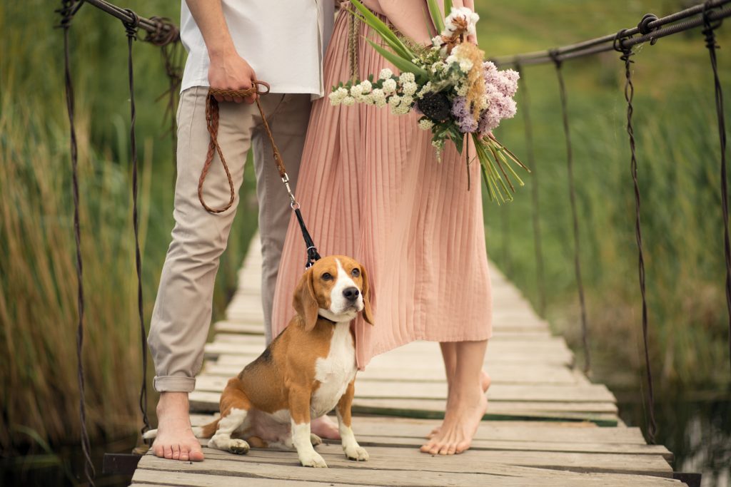 tu perro en las fotos de tu boda