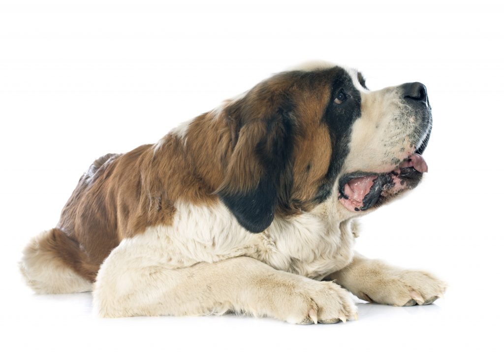 causas del ectropión en perros