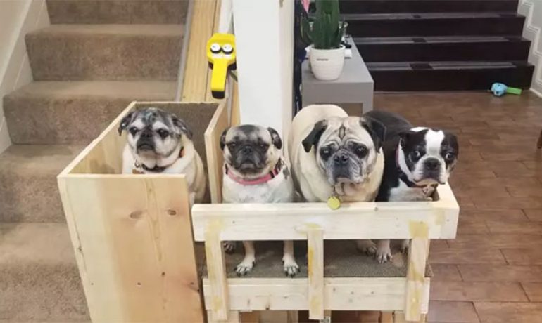 Construye un elevador para sus perros ancianos rescatados
