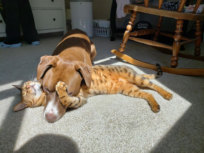 dos mascotas disfrutando del sol