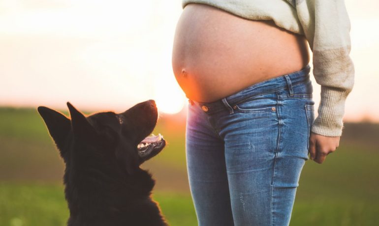 embarazo y mascotas