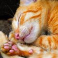 Enfermedad de Cushing en gatos o síndrome de Cushing en gatos