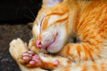 Enfermedad de Cushing en gatos o síndrome de Cushing en gatos