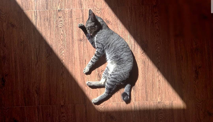 gato al sol