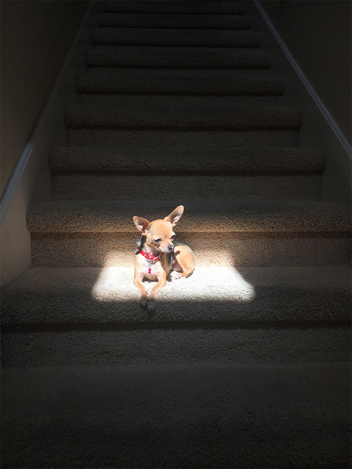 perro al sol