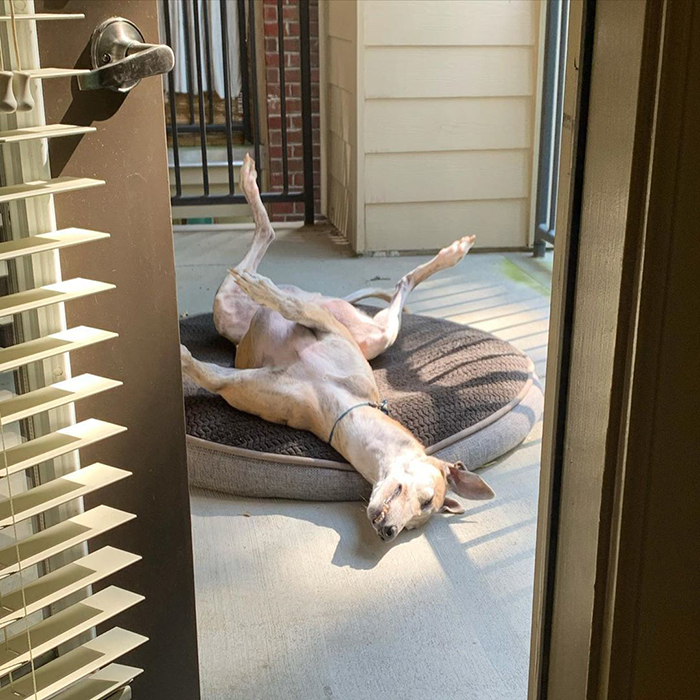 perro tumbado recibiendo la luz del sol