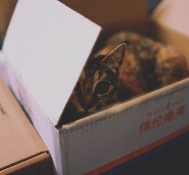 Por qué a mi gato le gustan las cajas