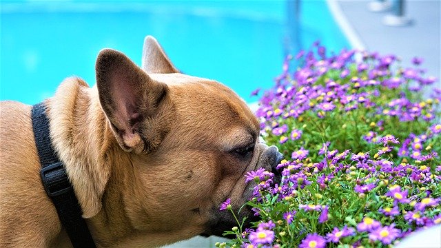 cuidado con la piscina si tienes mascotas en el jardín