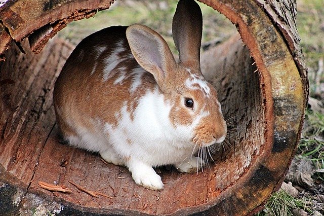 lo que debes saber antes de educar a un conejo