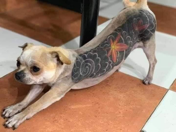 nueva forma de maltrato animal tatuar a los perros