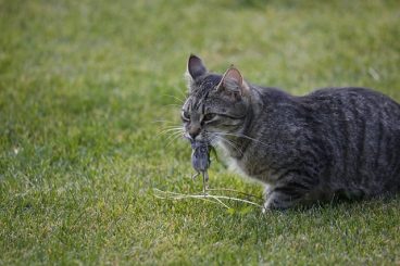 por qué los gatos traen animales muertos a casa