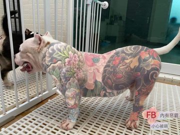 tatuar a los perros
