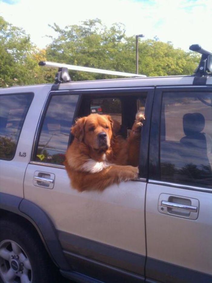 fotos de perros en coches divertidas