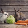 frutas y verduras para conejos