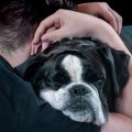 La importancia del contacto físico con tu perro