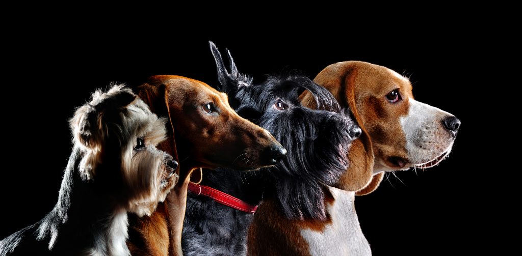 los motivos de por qué hay tantas razas de perros