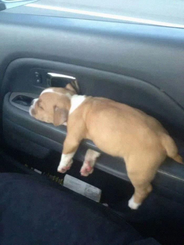 perro cachorro dormido en coche