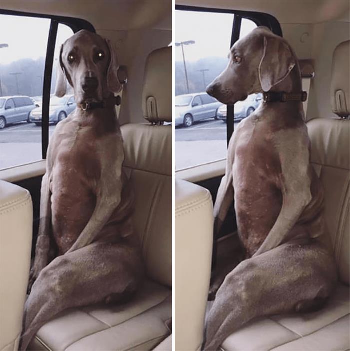 perro sentado en el coche