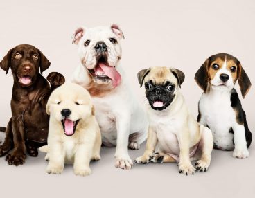 por qué hay tantas razas de perros diferentes