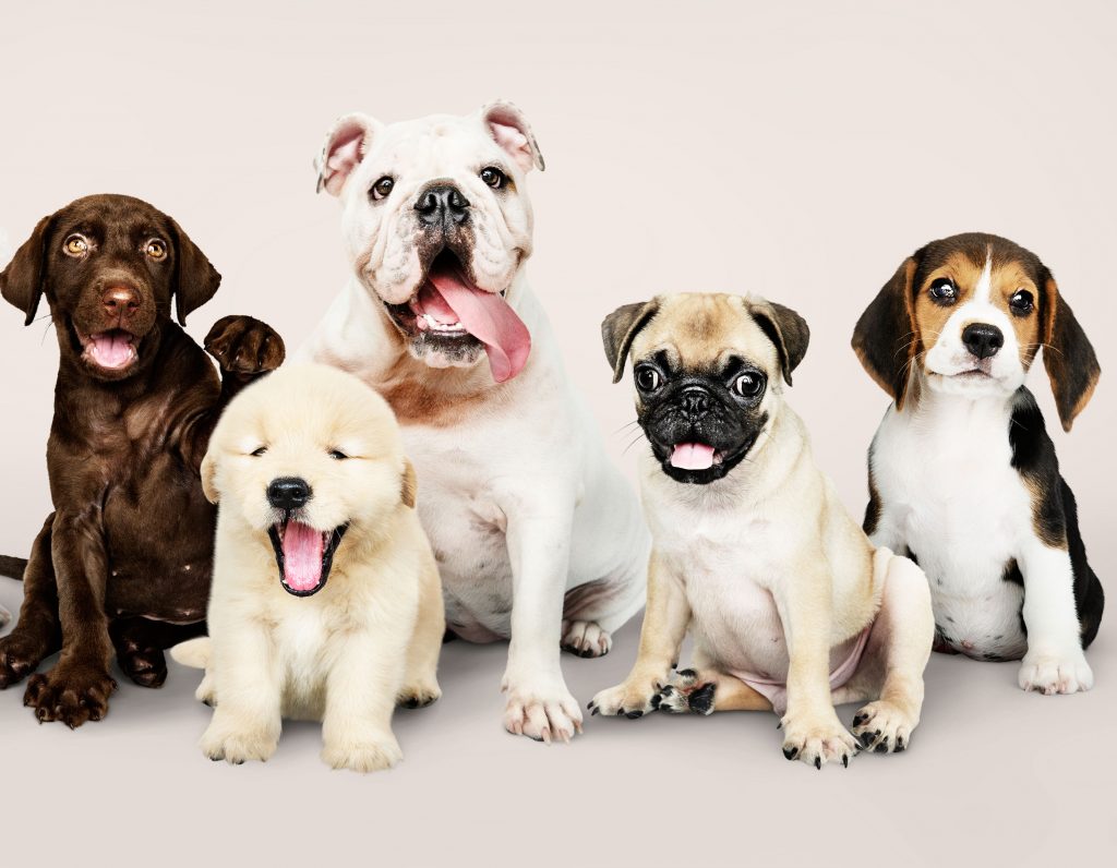 Por qué hay tantas razas de perros diferentes? |