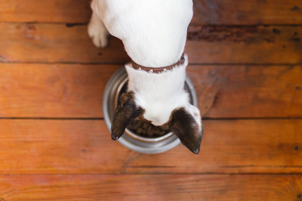 qué es la palatabilidad en la comida de los perros
