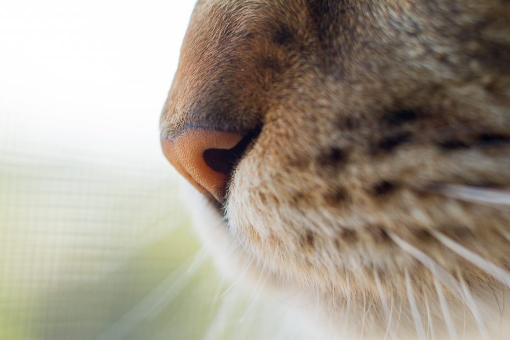 Cómo limpiarle la nariz a un gato paso a paso