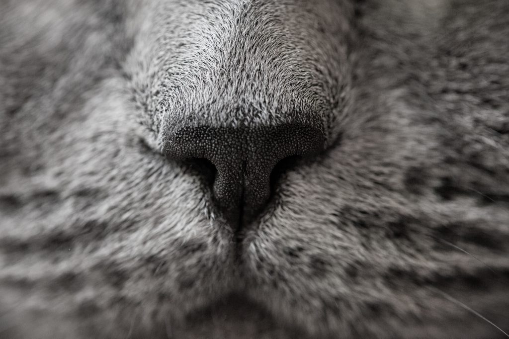 Engañoso Redondo Incentivo Cómo limpiarle la nariz a un gato si la tiene sucia | Wakyma