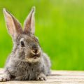 consejos a tener en cuenta antes de tener un conejo