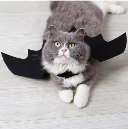 disfraz halloween gato murciélago