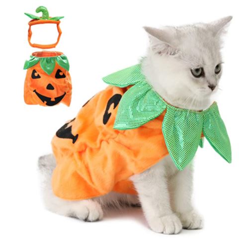 disfraz halloween gatos calabaza