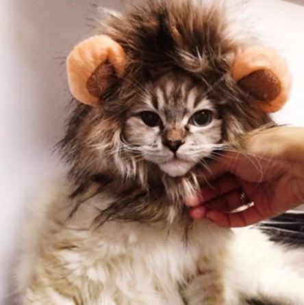 disfraz halloween para gatos leon