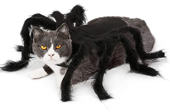 disfraz halloween para gatos araña